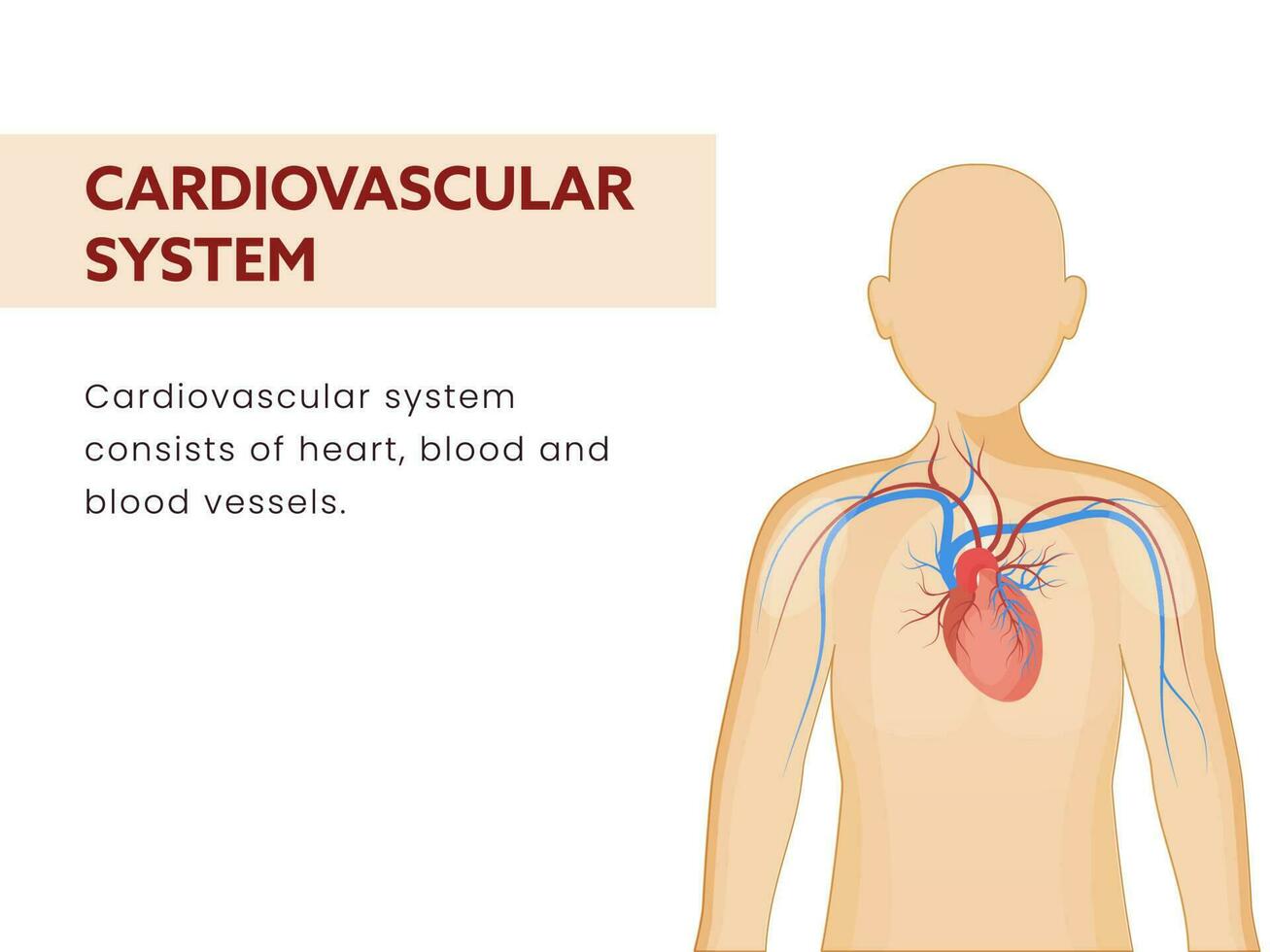 Cardiovascular Or Circulatory System Poster Design With Part Of Human Organic On White Background. vector