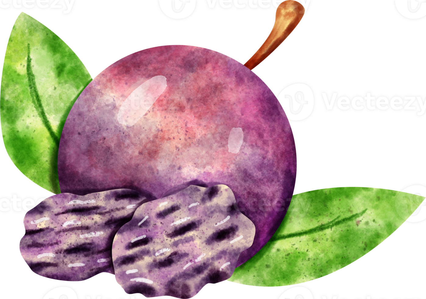 watercolor Prune fruit 23322166 PNG