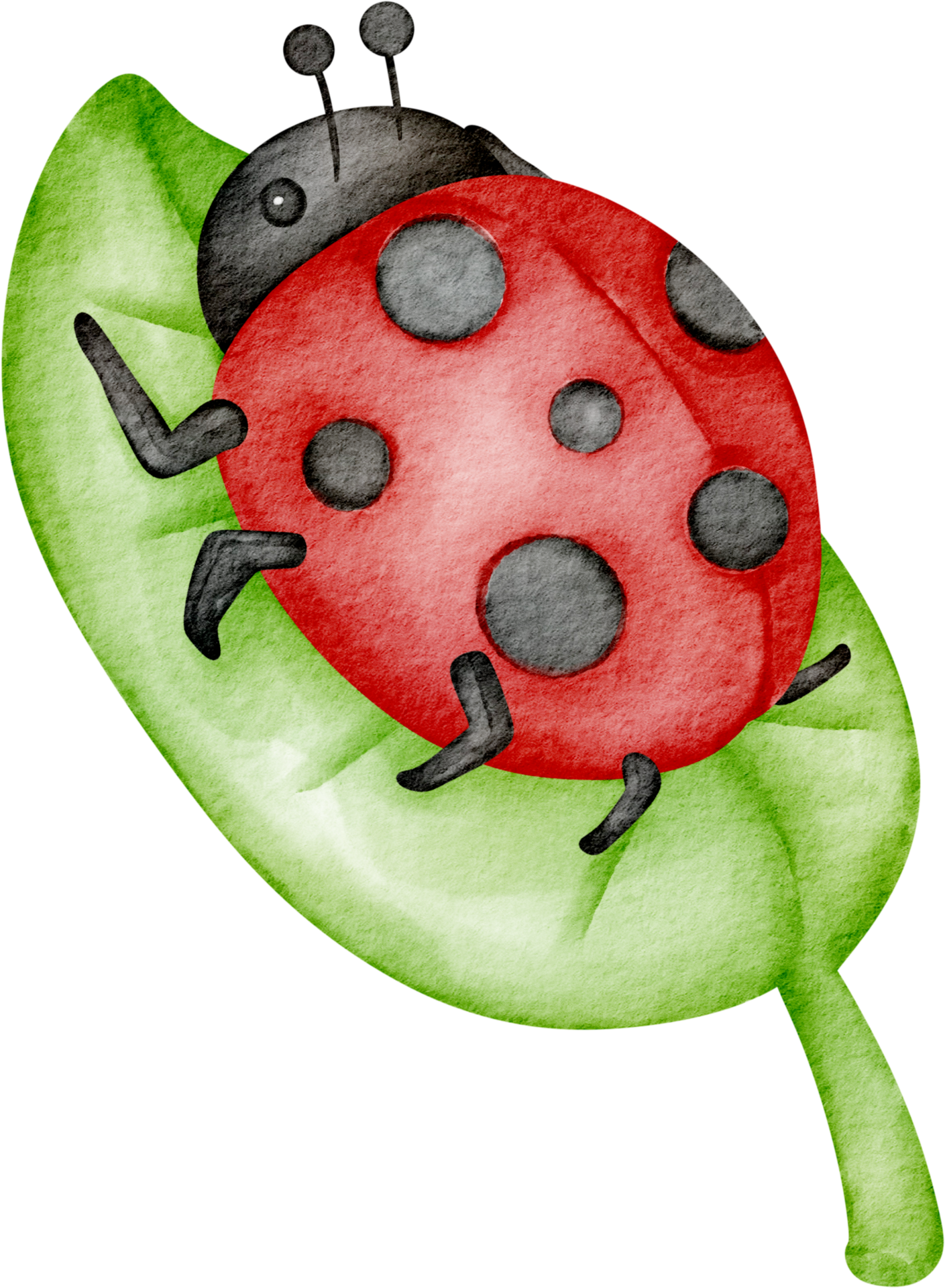 Watercolor Clipart Insect Ladybug Png Graphic by