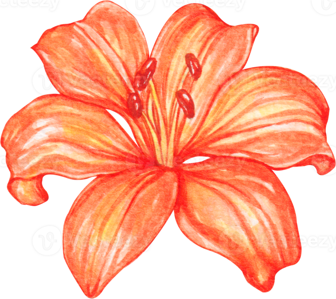 watercolor lily flower 23322200 PNG