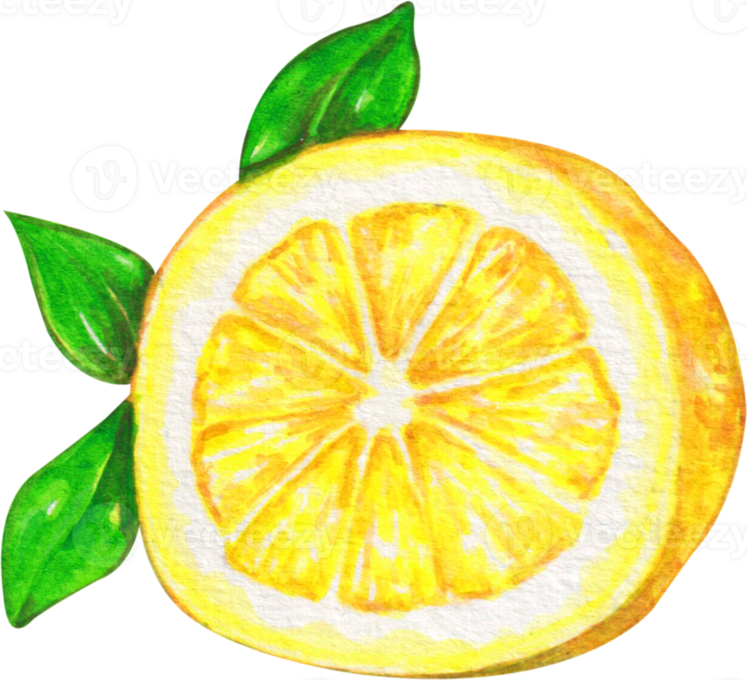 watercolor lemon clip art png