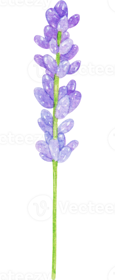 watercolor lavender flower png
