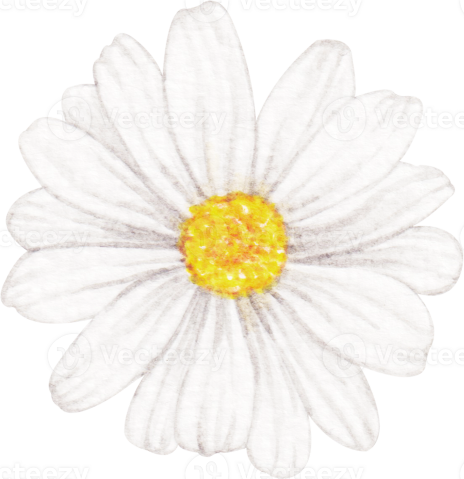 watercolor daisy flower 23322222 PNG