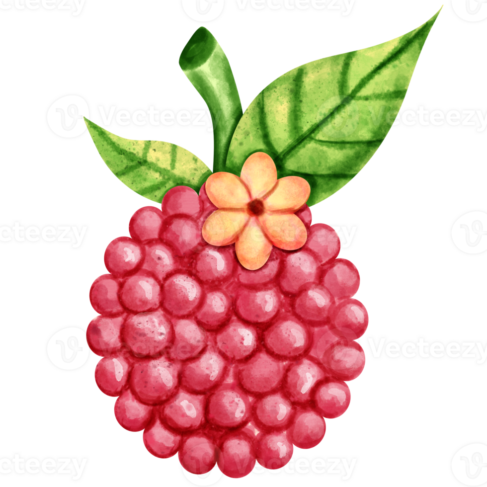 watercolor Raspberry clip art png