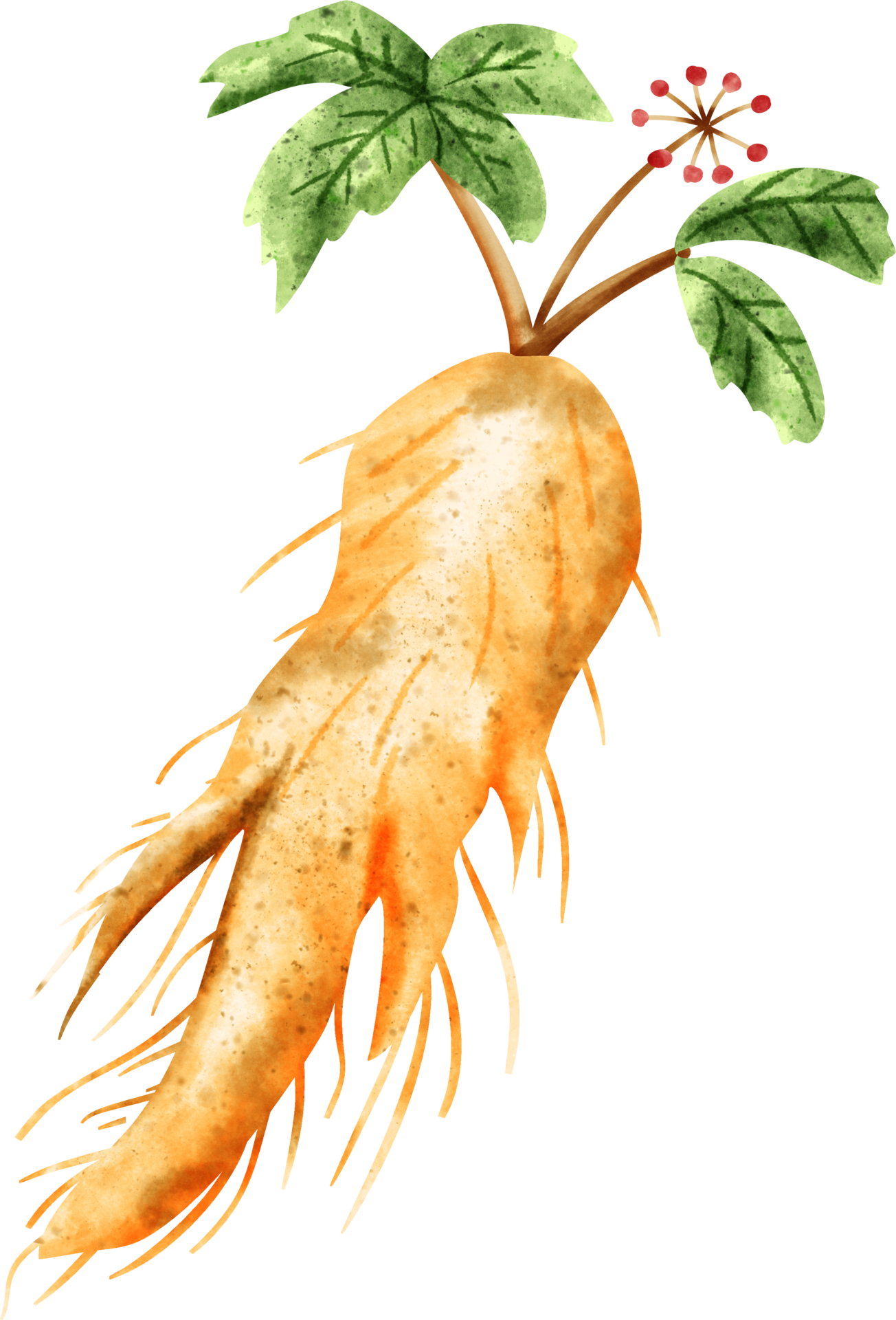 Free acuarela ginseng vegetal 23322385 PNG with Transparent Background