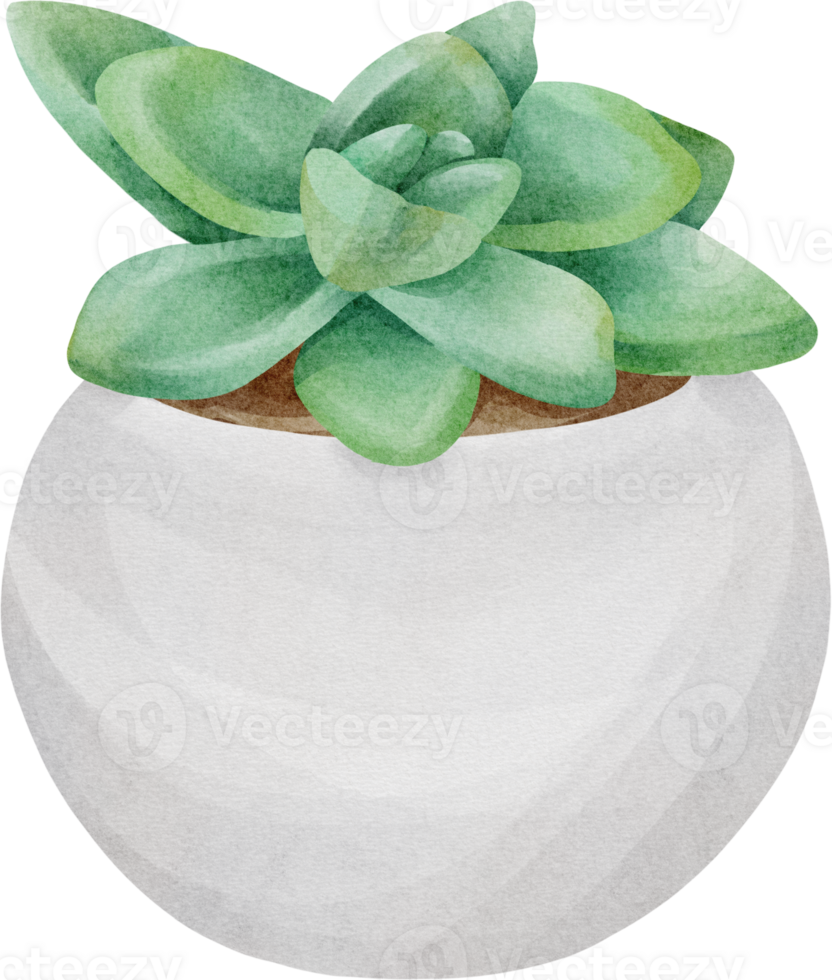watercolor succulent plant png