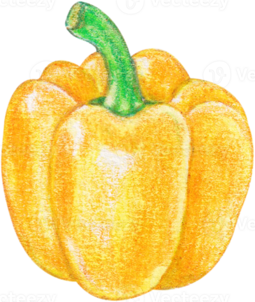 légume poivron aquarelle png