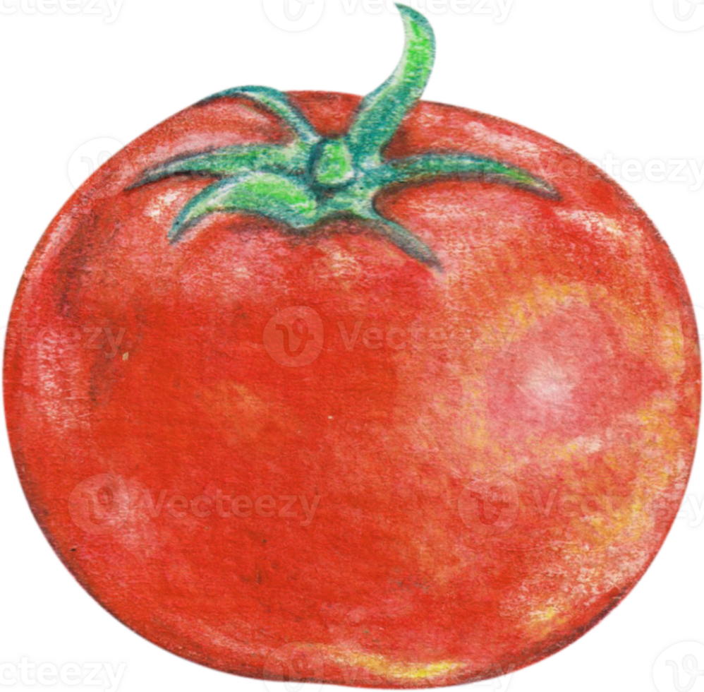 watercolor tomato vegetable png
