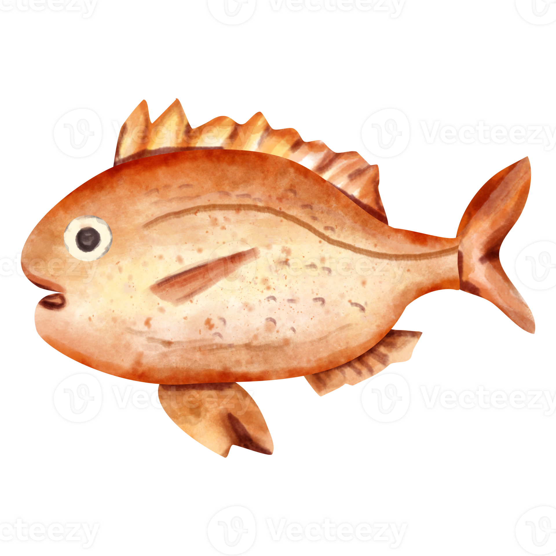 watercolor snapper fish clip art 23322554 PNG