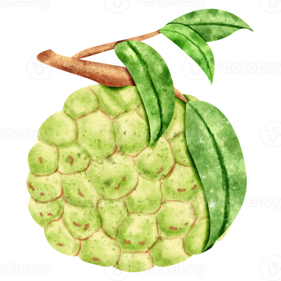 watercolor Custard apple png