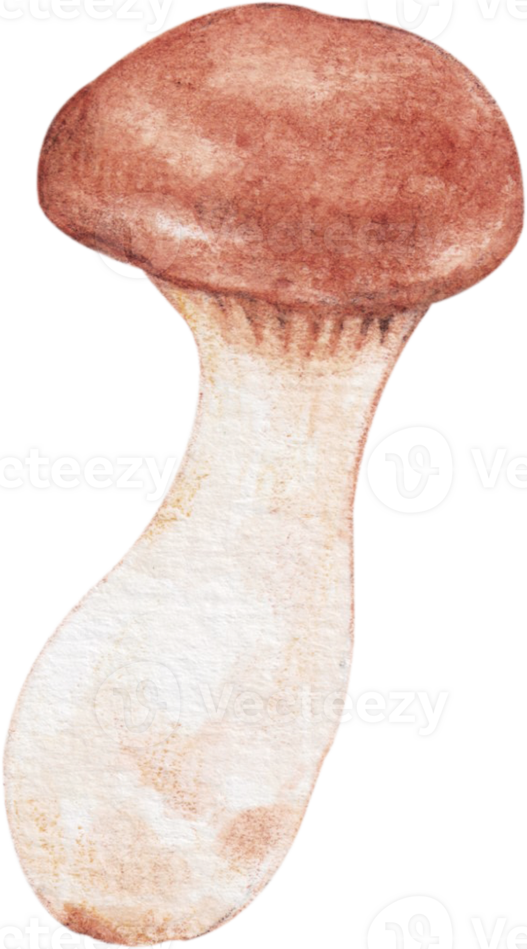 eryngii mushroom vegetable 23322634 PNG