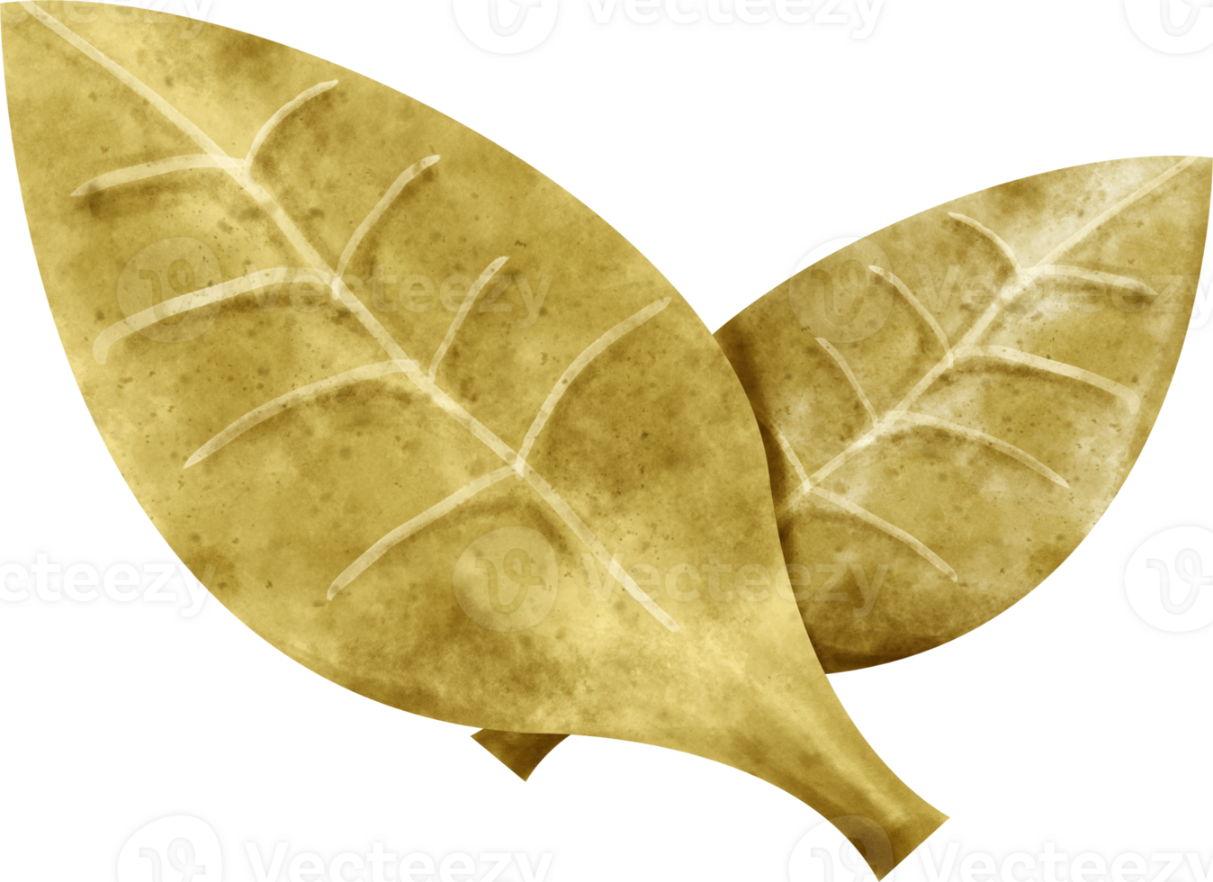 watercolor bay leaves png