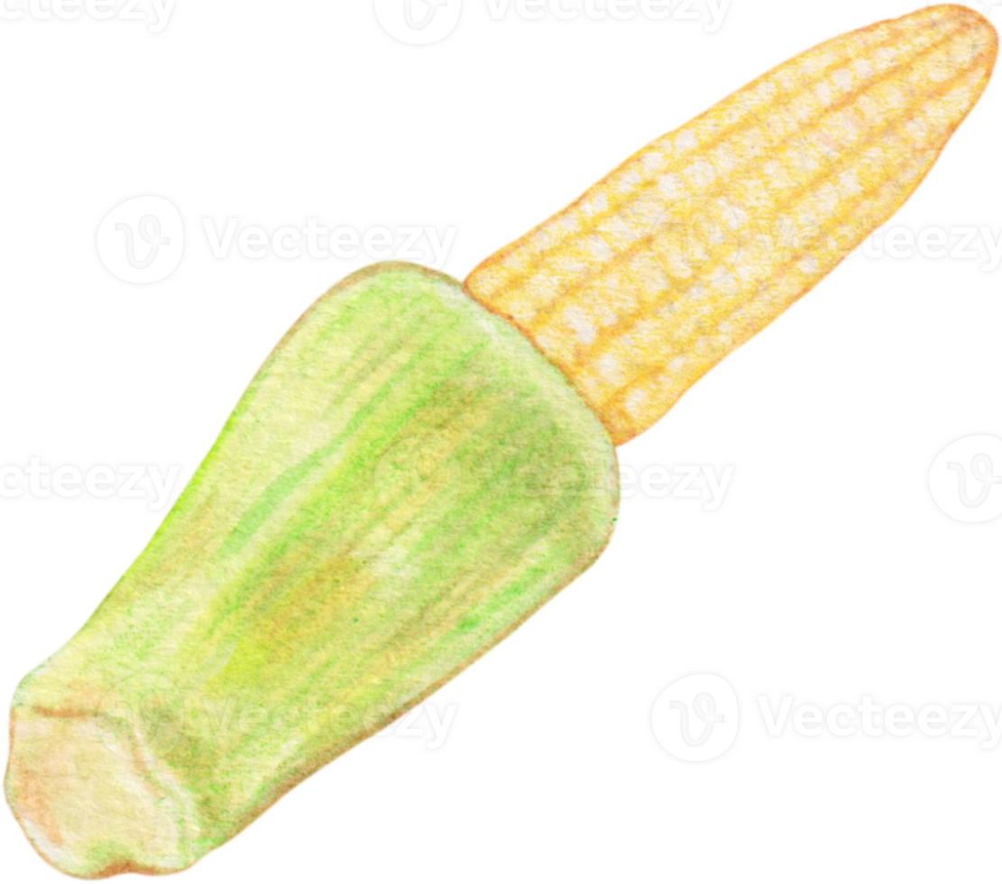 watercolor baby corn png