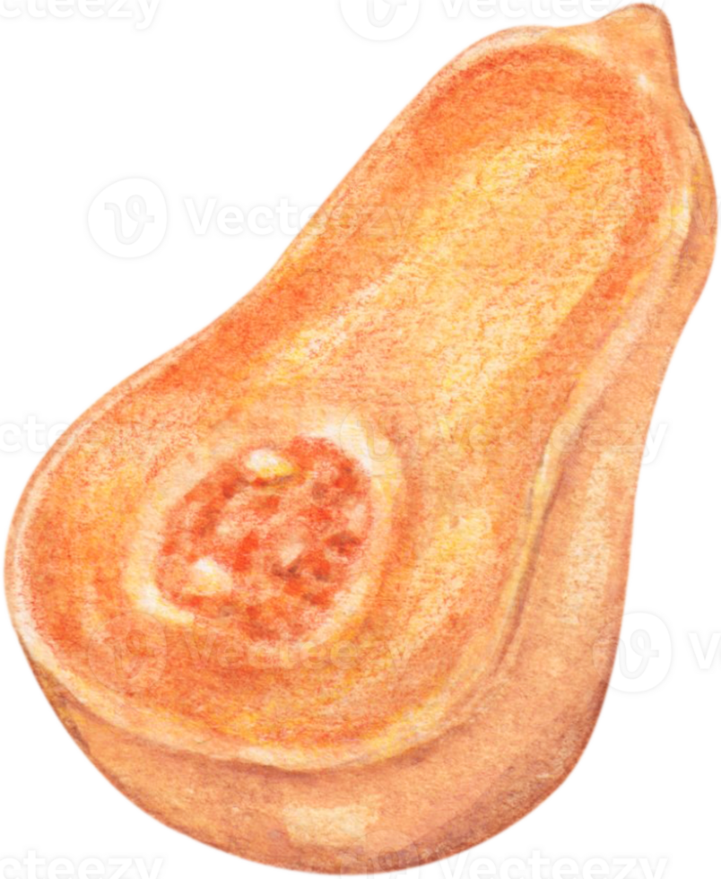 waterverf butternut squash png
