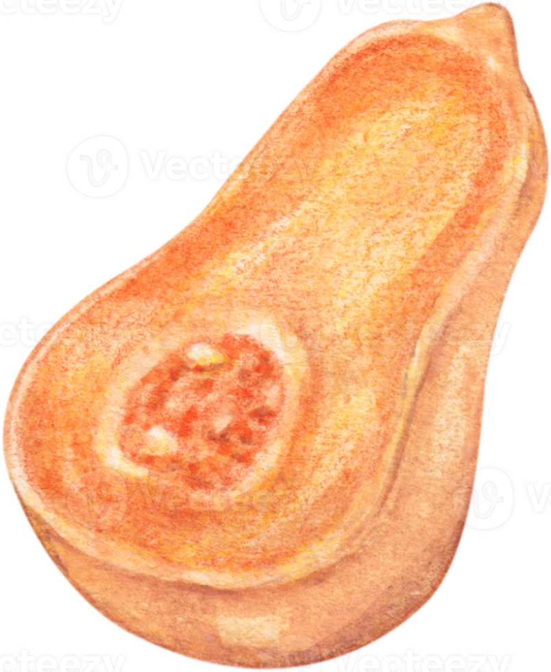 aquarelle butternut écraser png