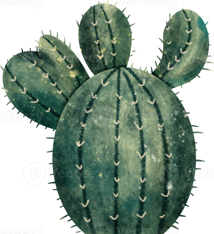 aquarelle cactus plante png