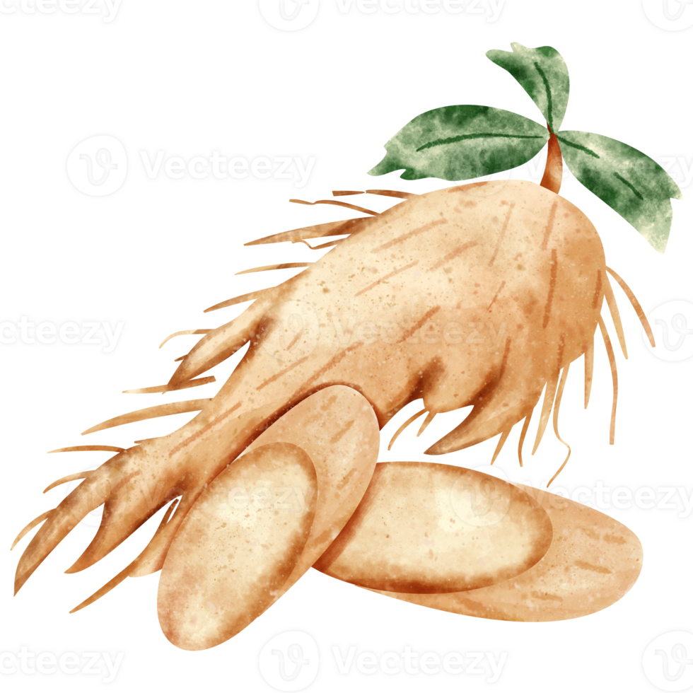 watercolor Ginseng vegetable png
