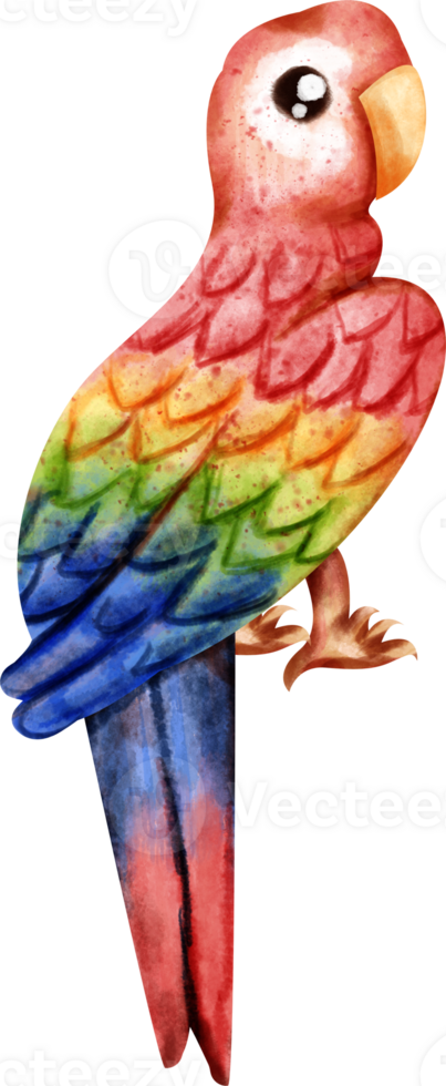 watercolor macaw clip art png
