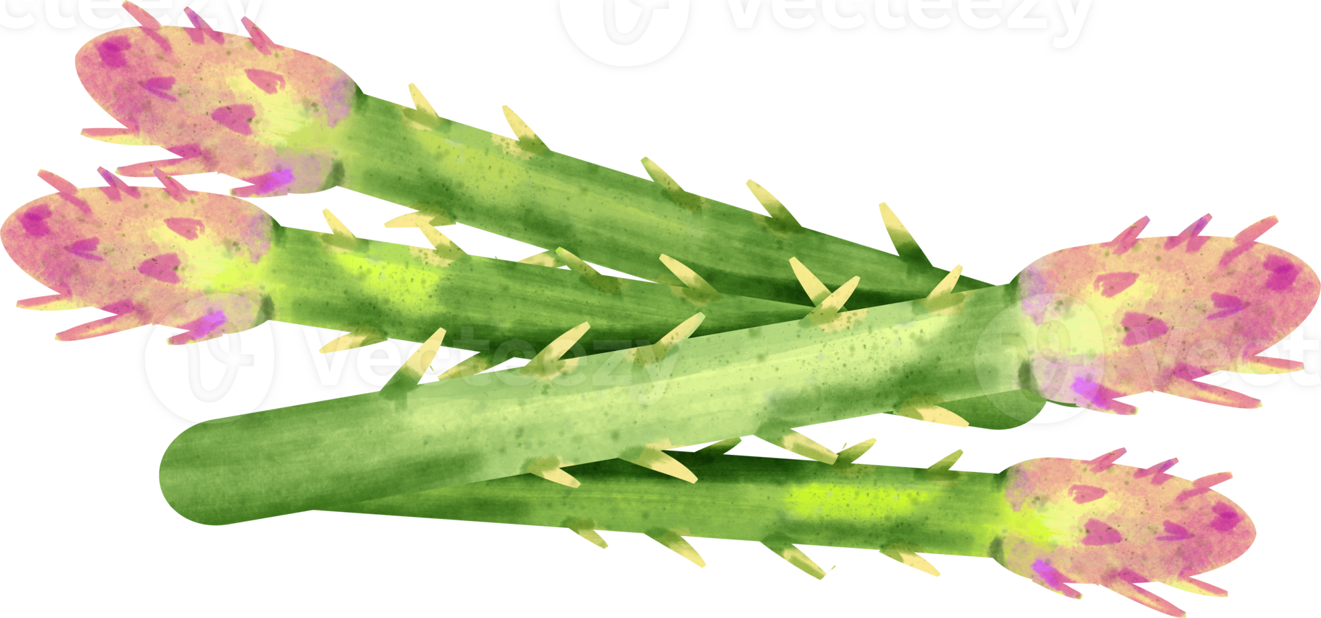 watercolor asparagus vegetable png