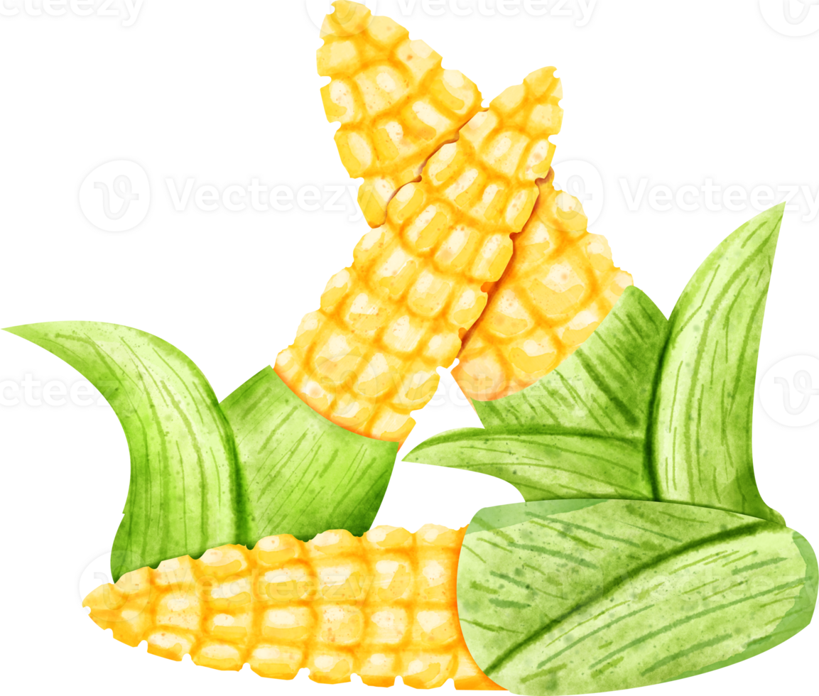 watercolor baby corn png