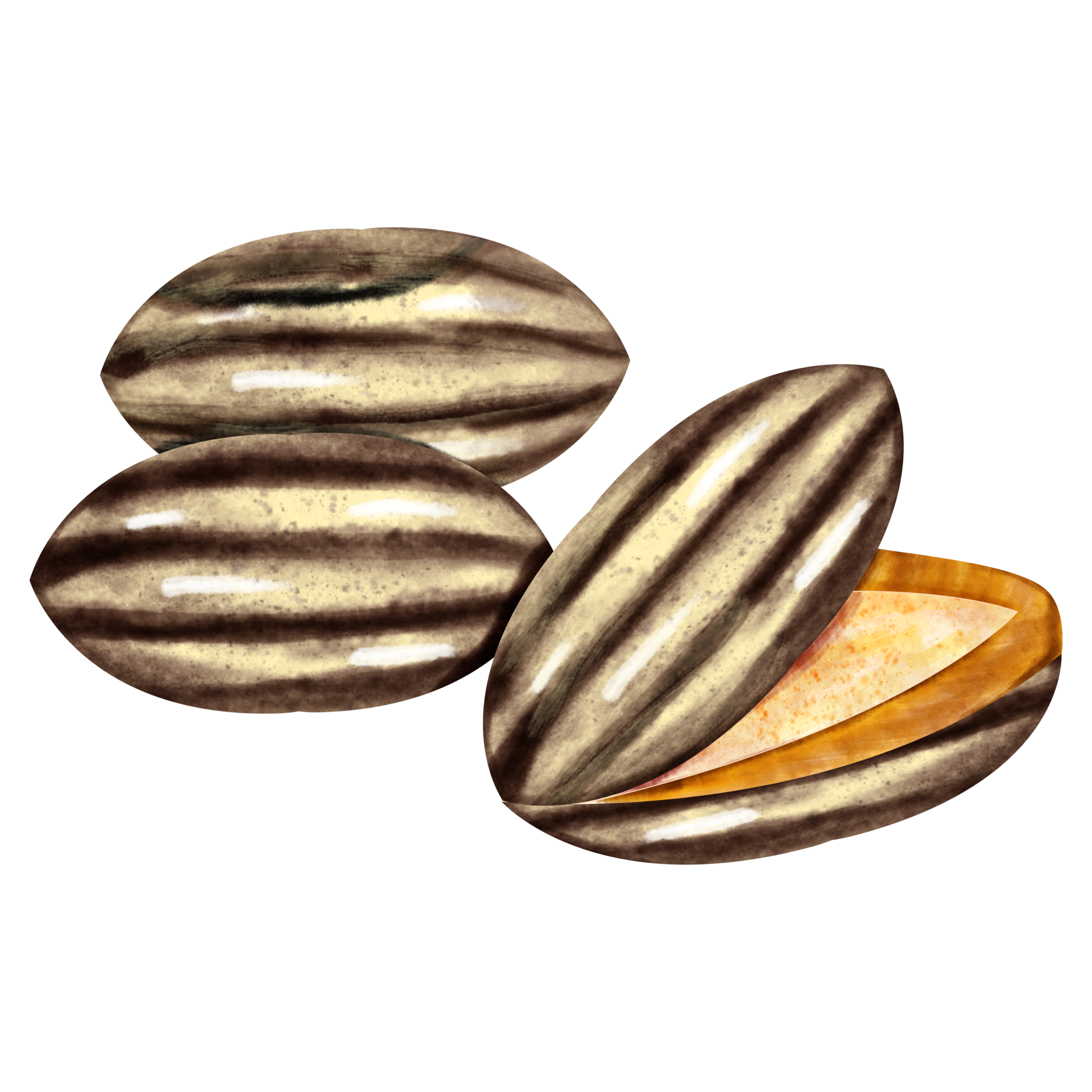 watercolor Sunflower seed 23322964 PNG