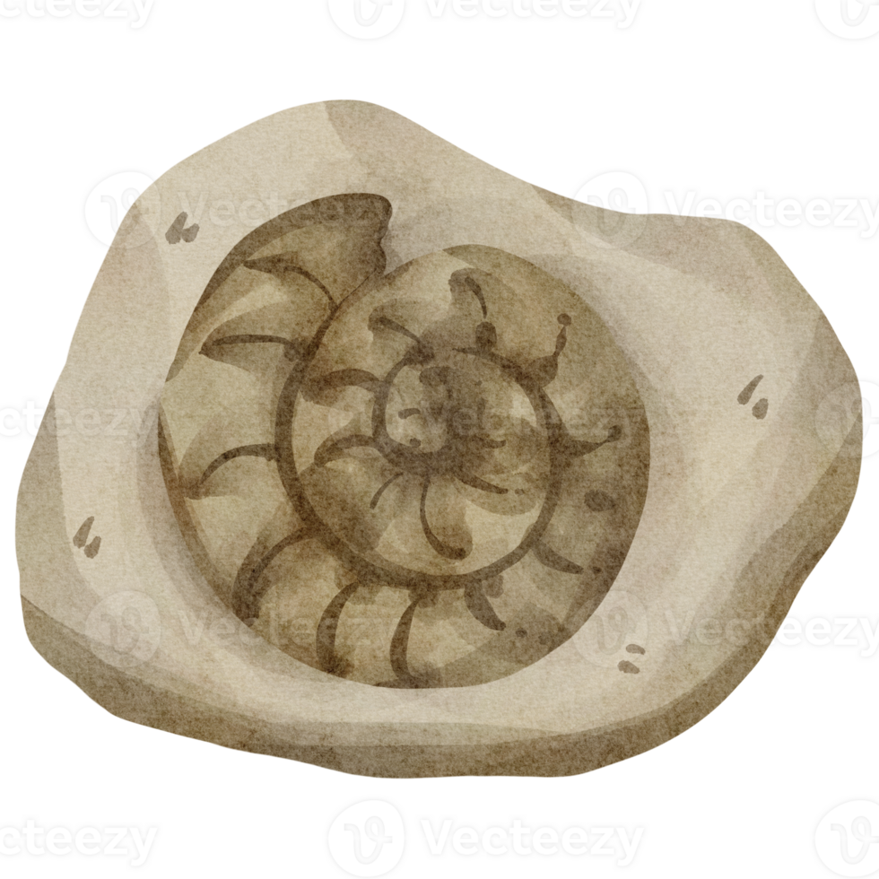 watercolor fossil clip art 23322992 PNG