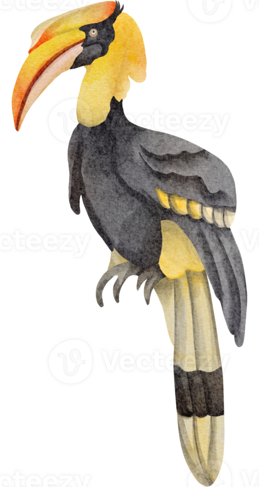 waterverf neushoornvogel klem kunst png