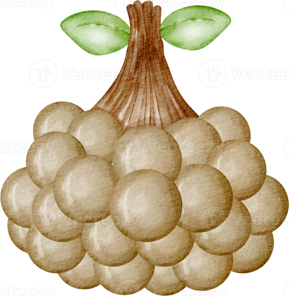 watercolor longan fruit png