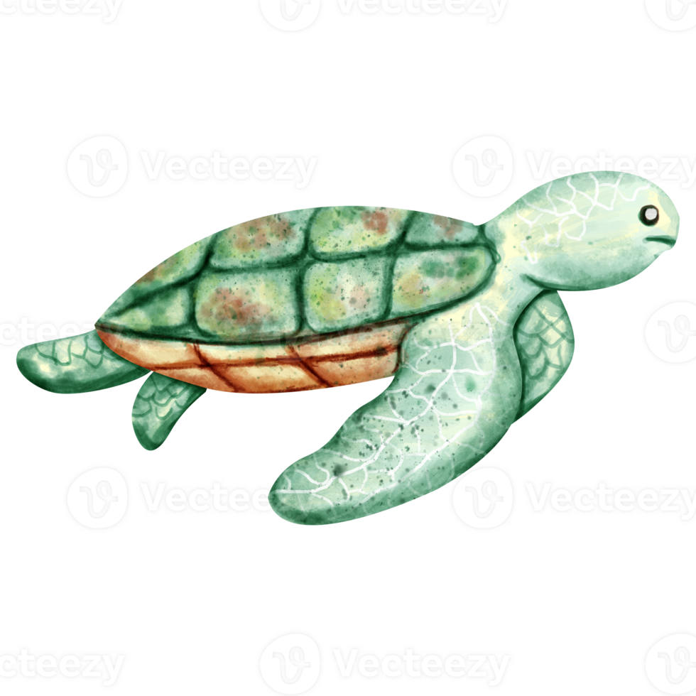 watercolor turtle sea animal png
