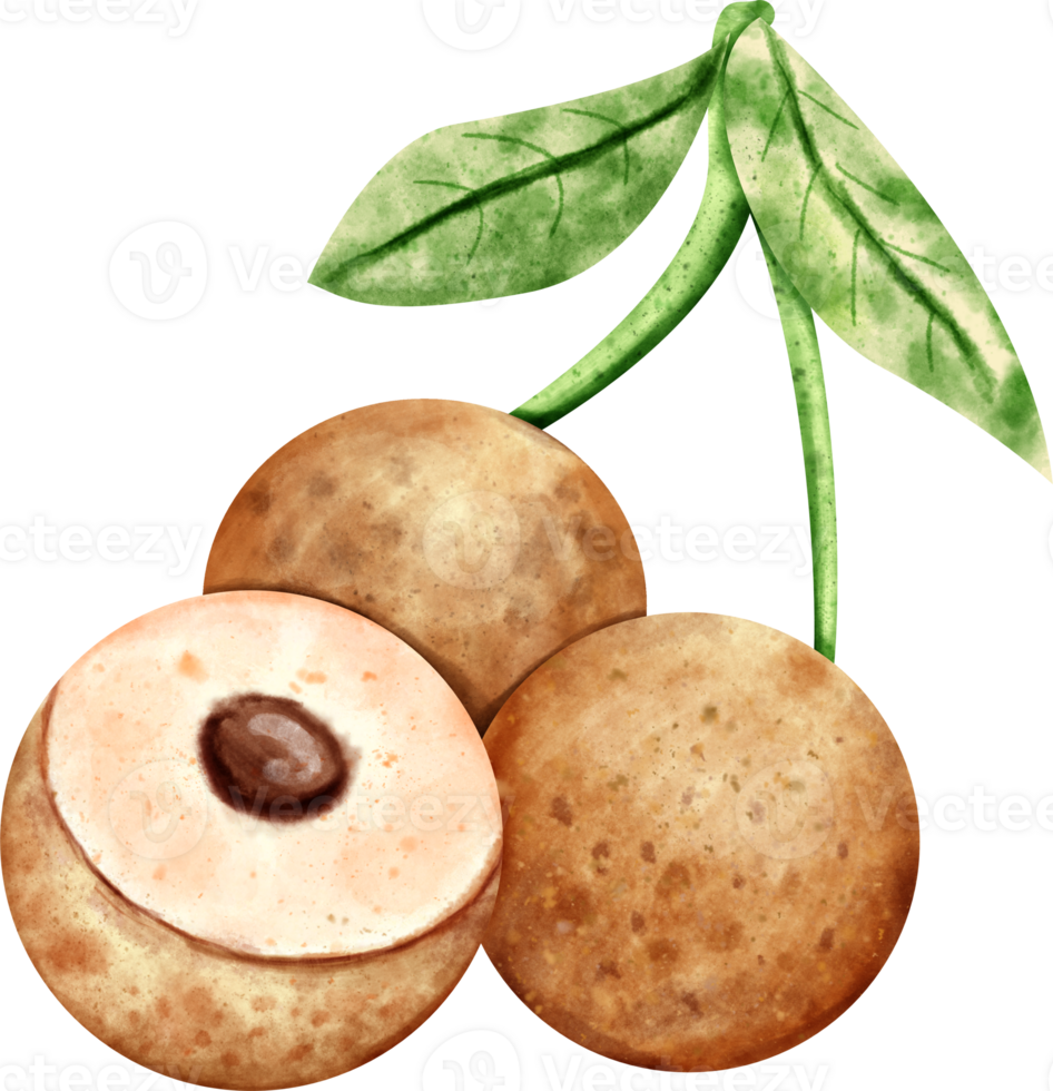 watercolor Longan fruit png
