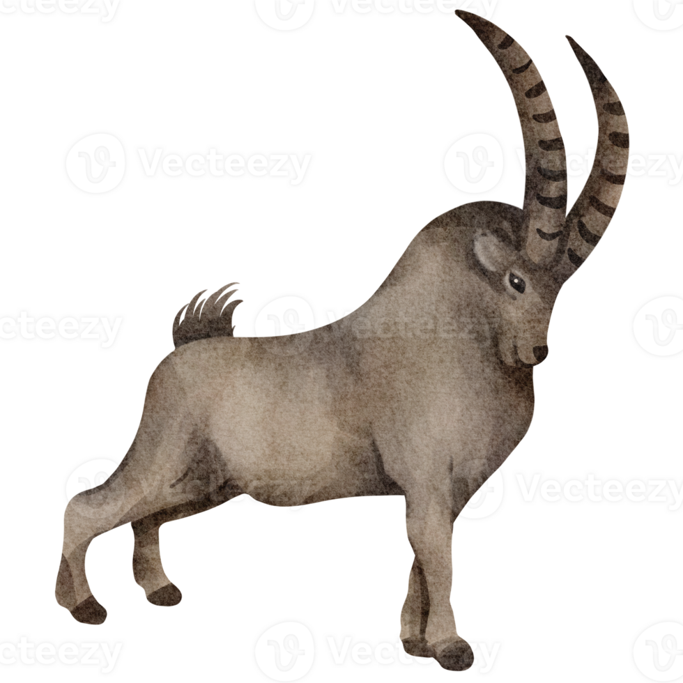 watercolor goat clip art png