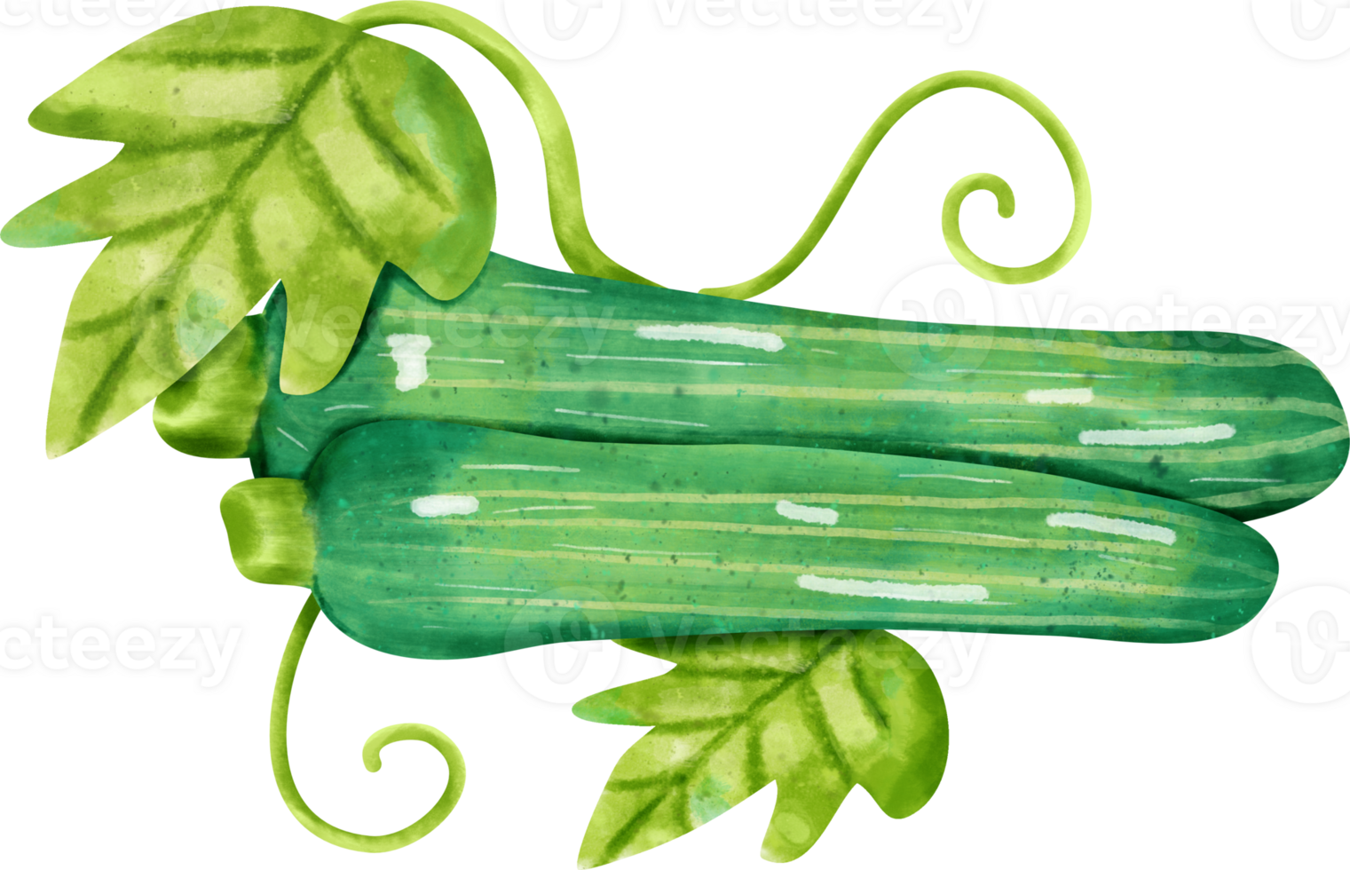 watercolor zucchini vegetable png