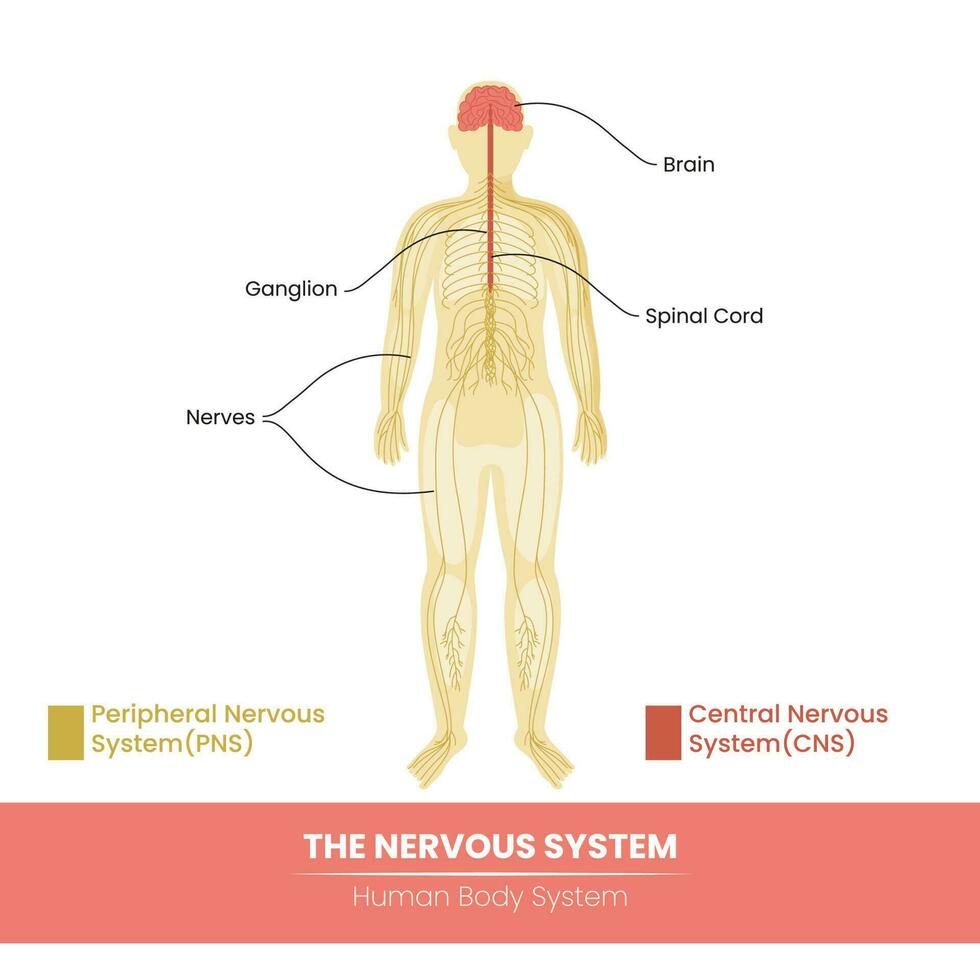 Main Components Of The Human Nervous System On White Background
