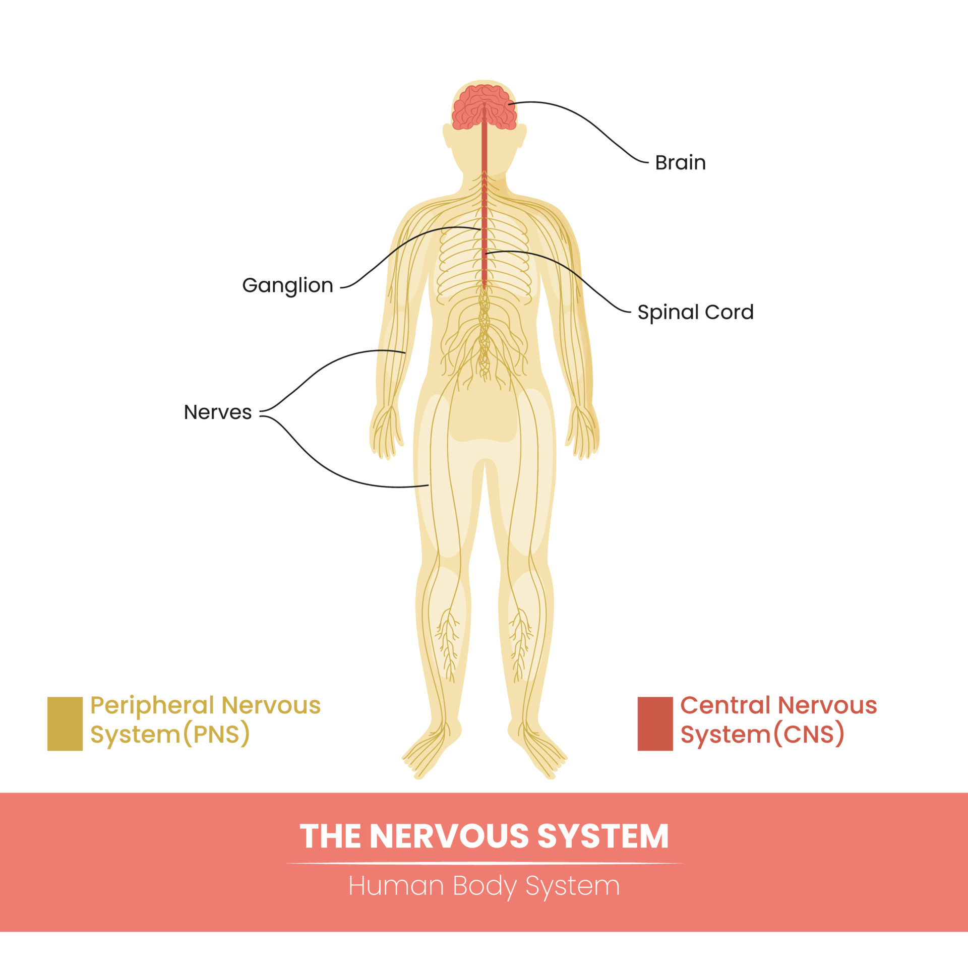 Main components of the human nervous system on white background
