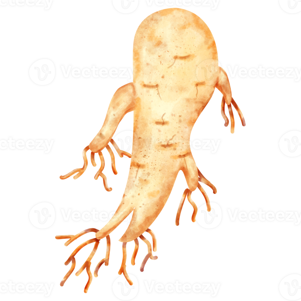 watercolor ginseng clip art png