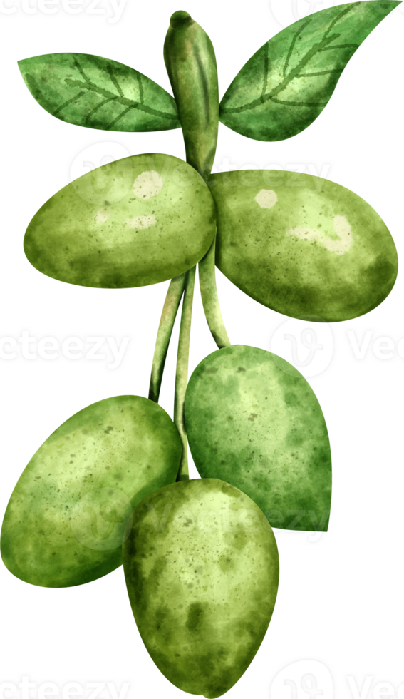 watercolor olive clip art png
