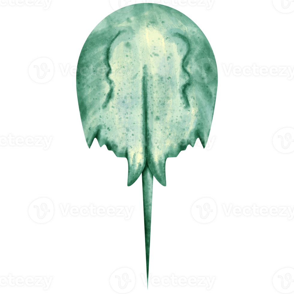 horseshoe crab sea animal 23323712 PNG