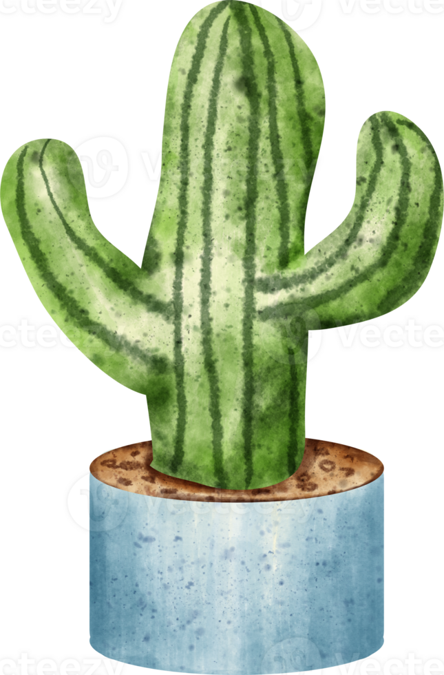 watercolor cactus plant png