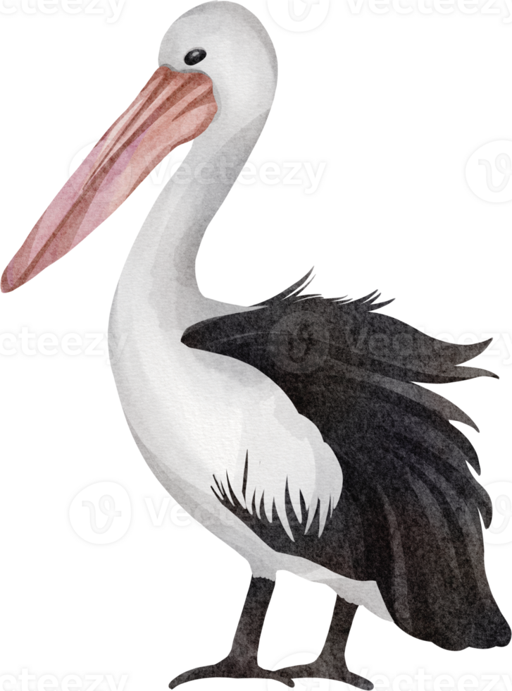 watercolor pelican clip art png