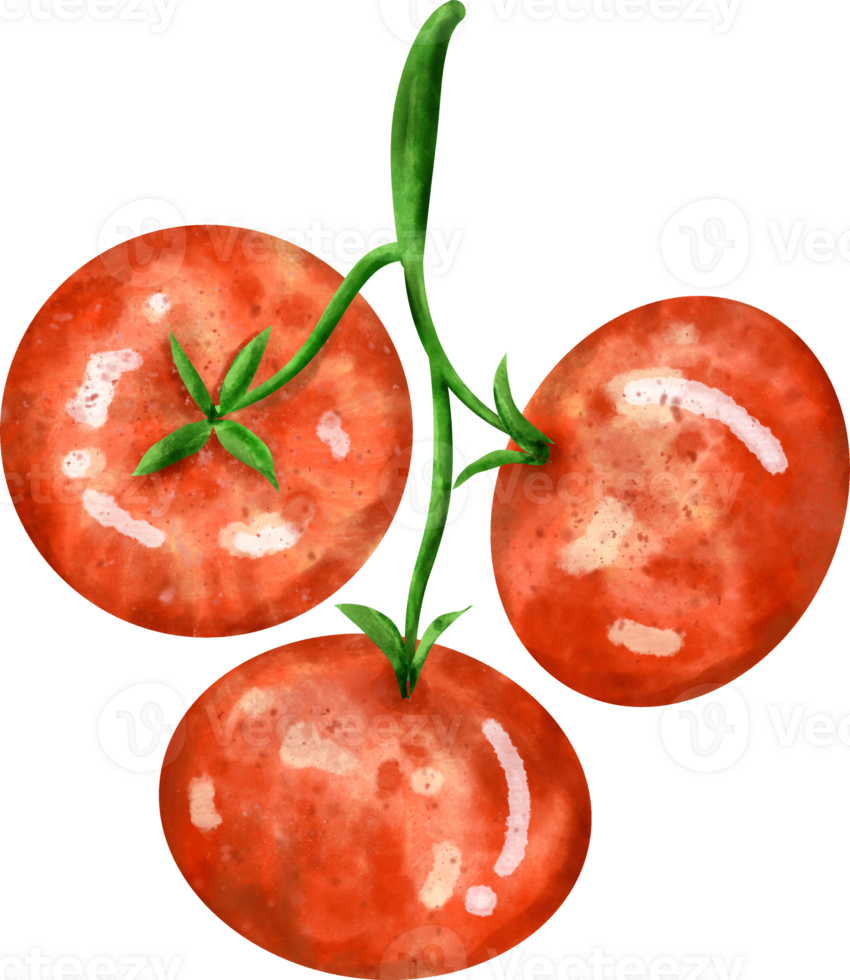 watercolor Tomato clip art png