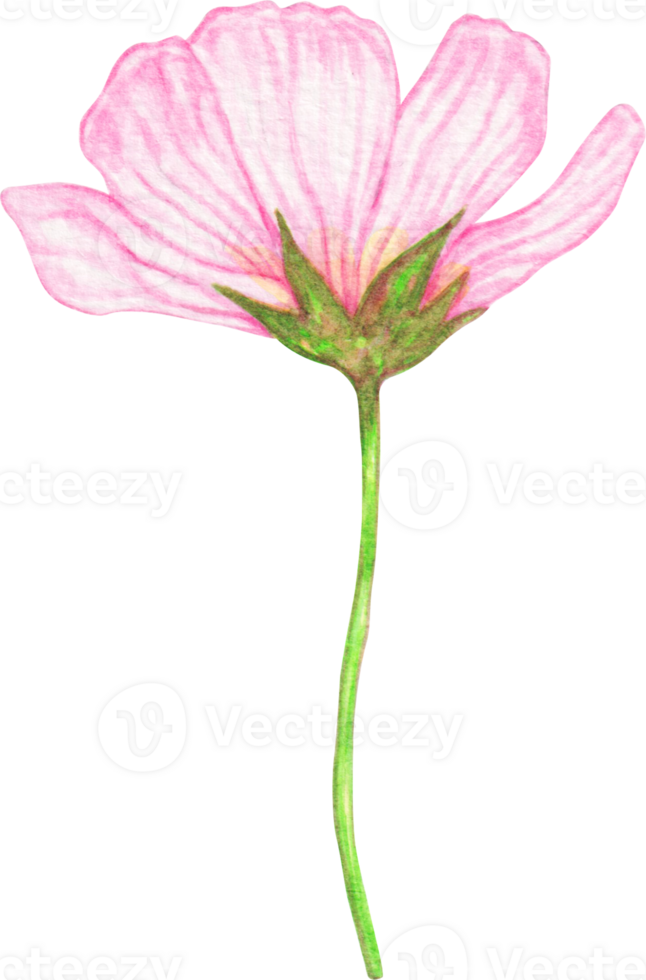 watercolor cosmos flower png