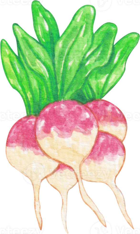 watercolor turnip clip art 23323976 PNG