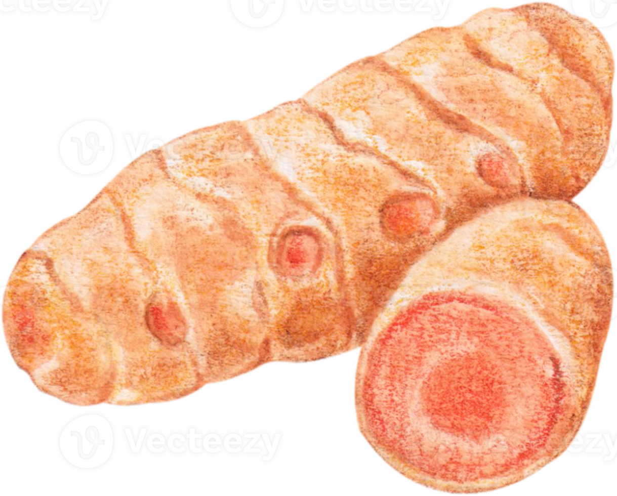 watercolor turmeric vegetable png