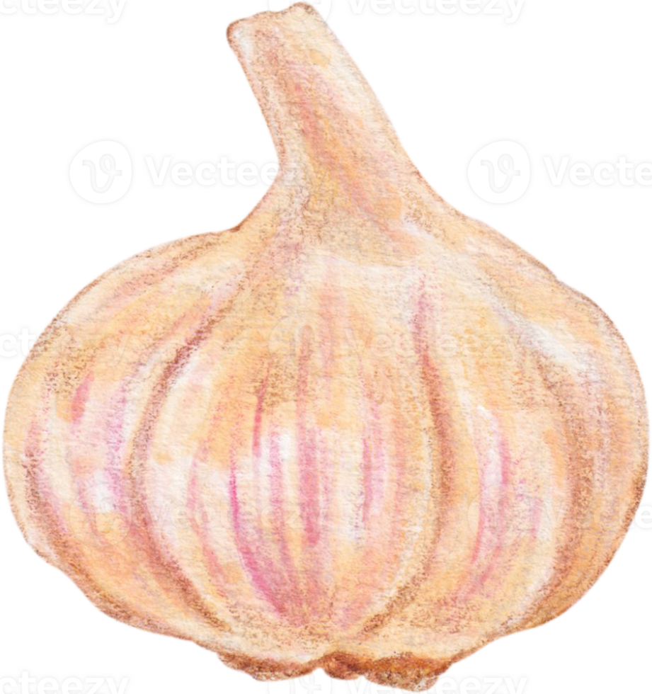 watercolor garlic vegetable png