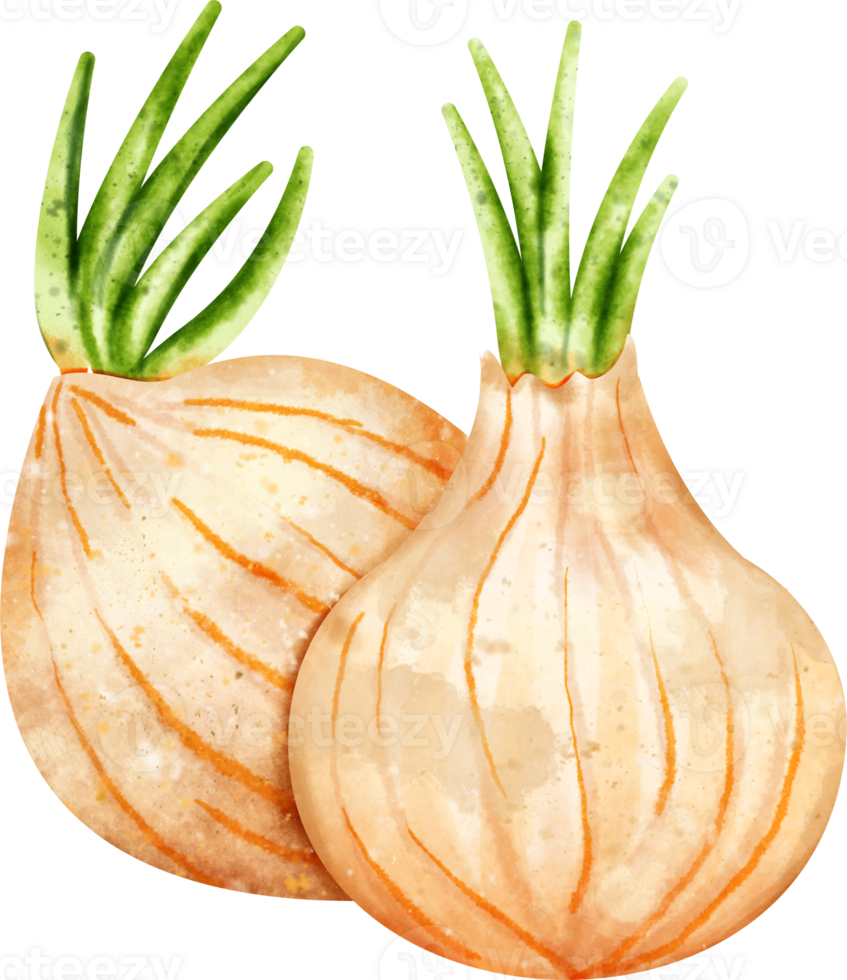 watercolor Onion vegetable png