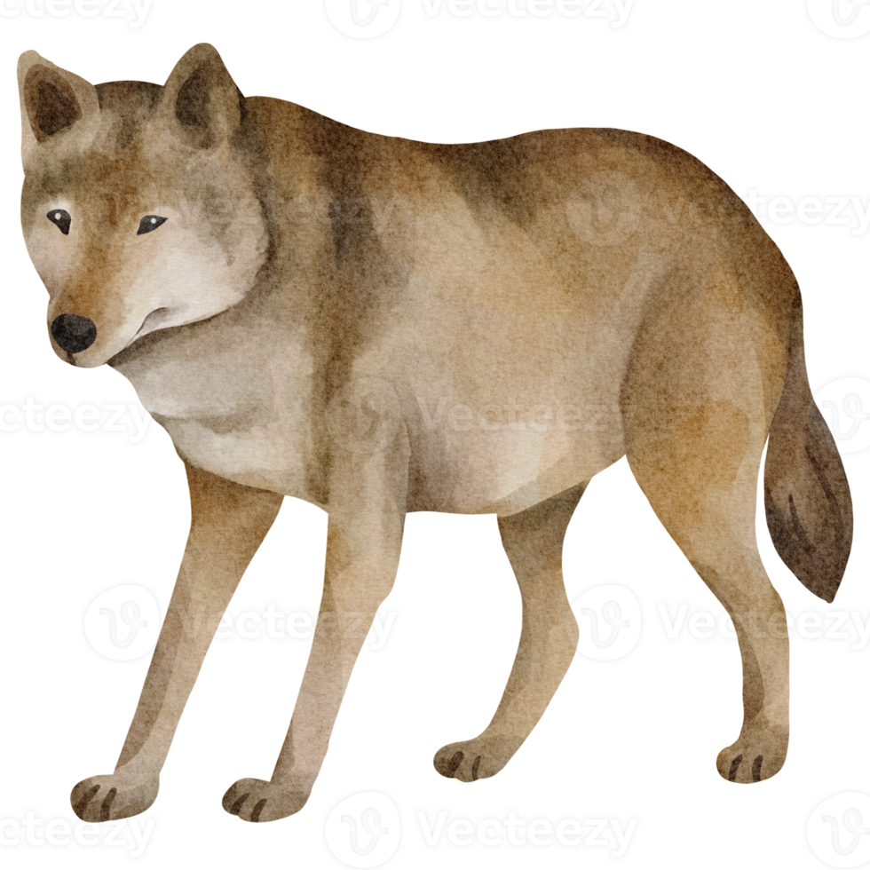 Aquarell Wolf ClipArt png