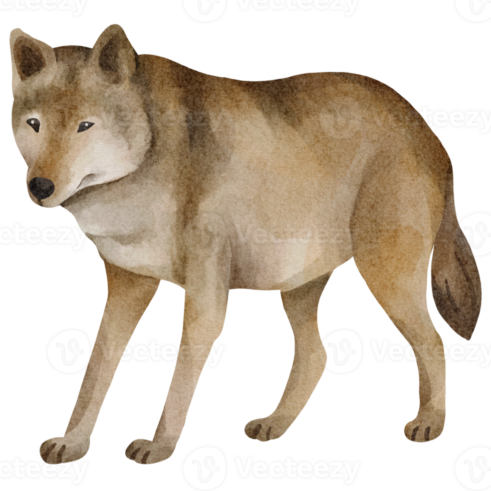 clipart de lobo em aquarela png