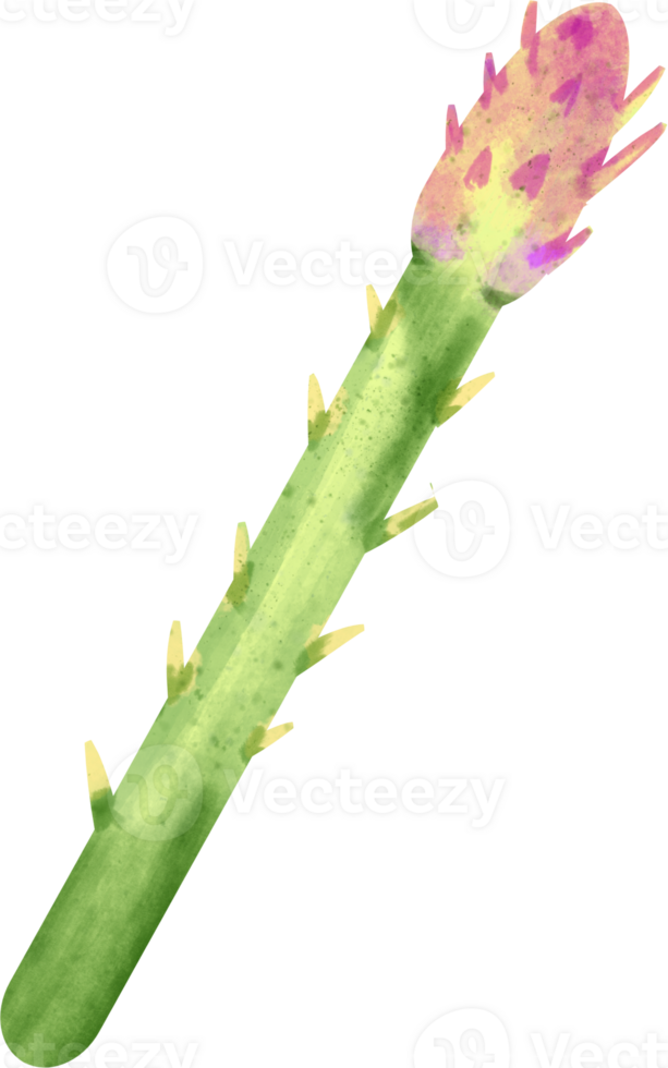 watercolor asparagus vegetable png