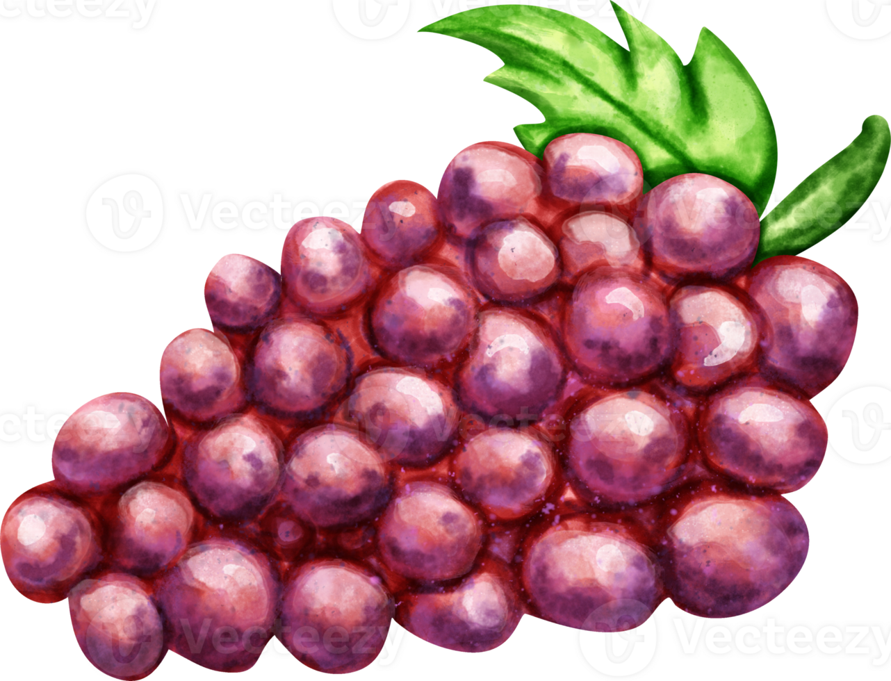 watercolor Grape fruit png