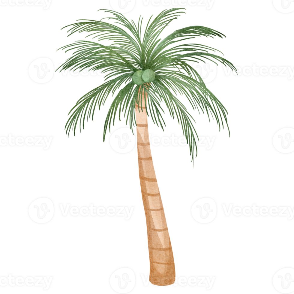 watercolor Coconut Tree png